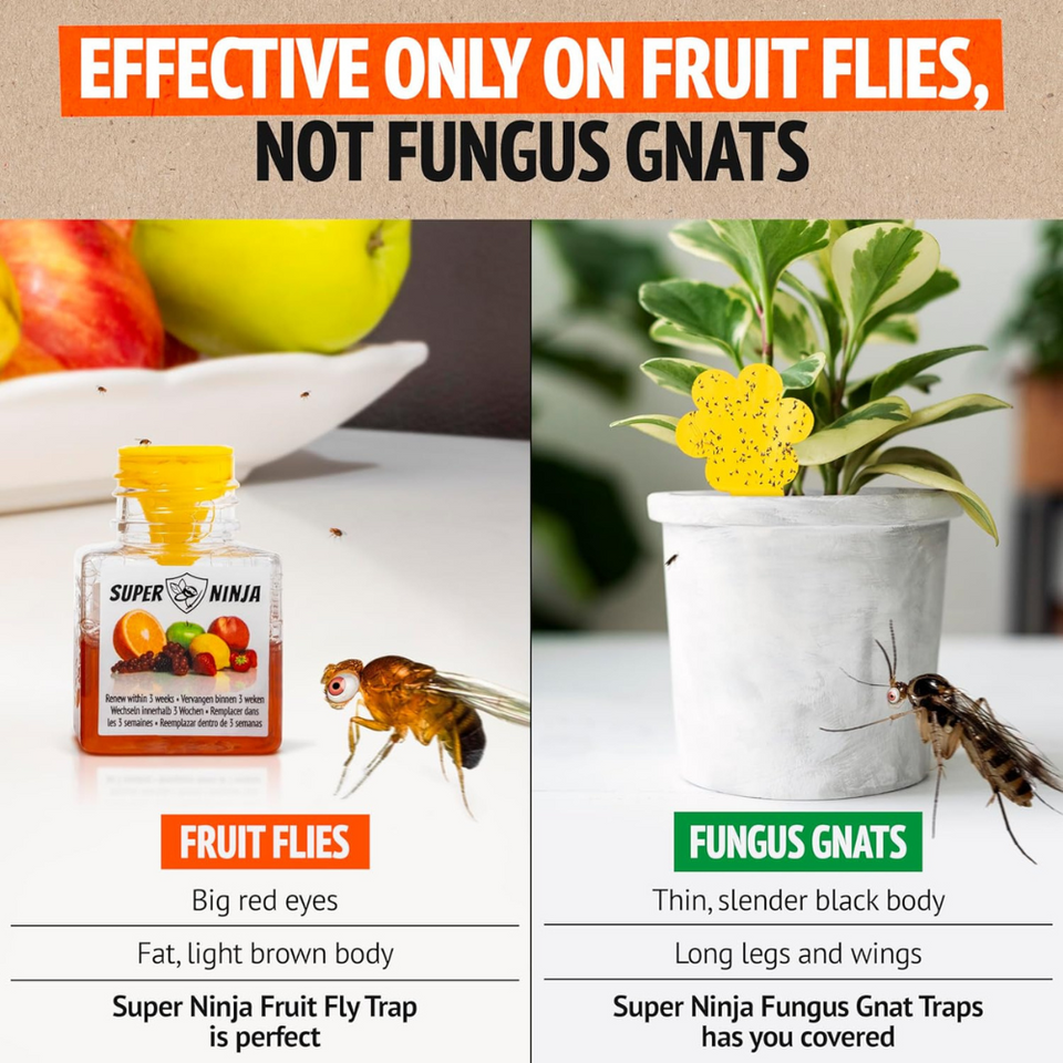 Fruit Fly Trap for Kitchen & Home – 2 Pack, Natural Bait, Child & Pet Safe, 3-Week Use